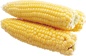 Corn PNG image-5292